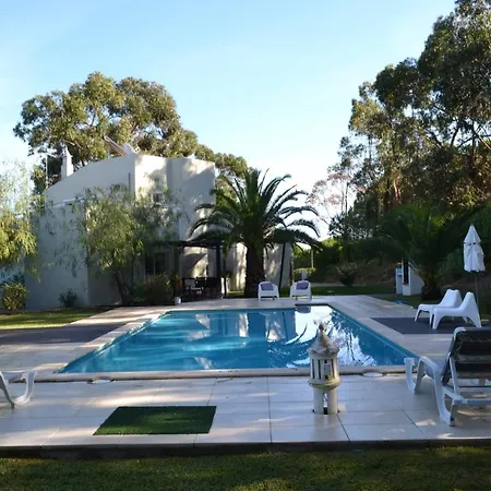 Eucalyptus البوفيرا